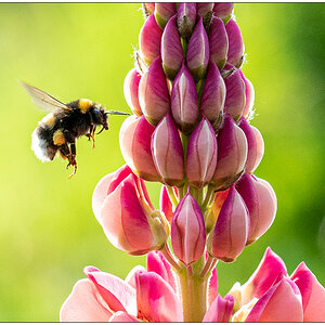 Im Schrebergarten – Hummel an Lupine
