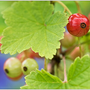 Im Schrebergarten – Johannisbeerstrauch