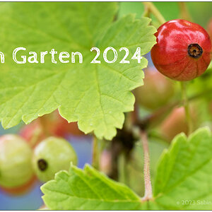 Im Schrebergarten – Kalender Titelblatt mit Johannisbeerstrauch