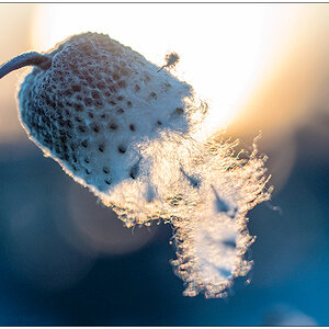 Im Schrebergarten – Herbstanemone im Winter