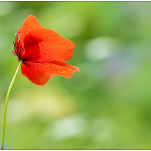 Im Schrebergarten – Roter Mohn