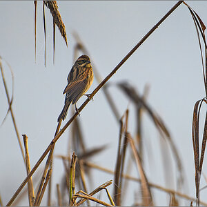 26-D50_0233-Verbessert-RR.jpg