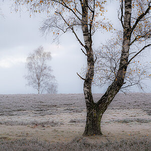 Birken auf der Heide