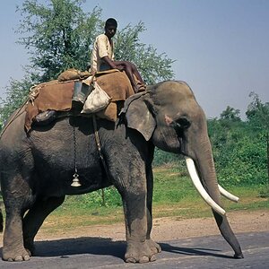 Indien1976-194.jpg