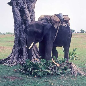 Indien1976-235.jpg