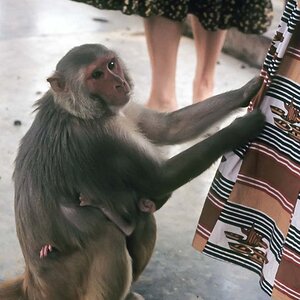 Indien1976-251.jpg