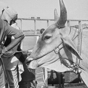 Indien1976-104.jpg