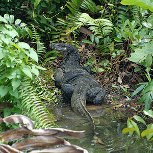 Bindenwaran Singapore.jpg