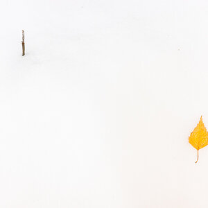 Blatt im Schnee