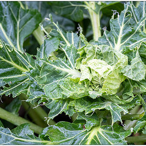 Schrebergarten im November – Angefressener Kohl im Hochbeet