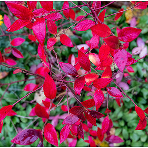 Schrebergarten im November – Rot leuchtende Blätter am Blaubeerstrauch