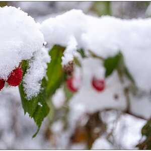 Schrebergarten im November – Himbeeren mit Schneehäubchen I