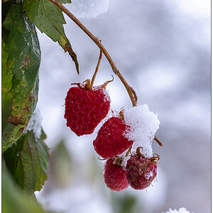 Schrebergarten im November – Himbeeren mit Schneehäubchen II