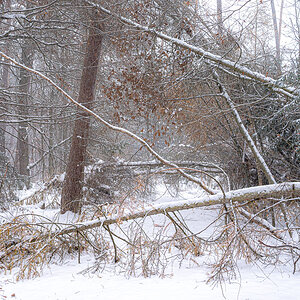 Waldweg weg