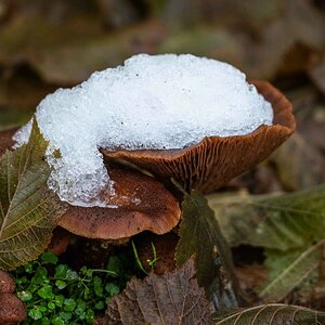 Winterpilz Hallimasch.jpg