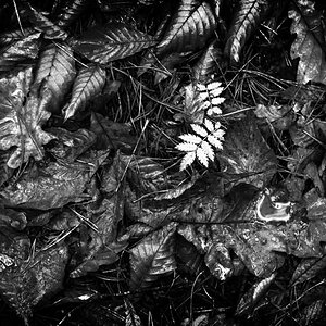 Waldboden im Herbst BW.jpg