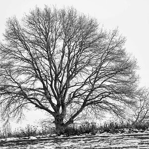 Wintereiche BW.jpg