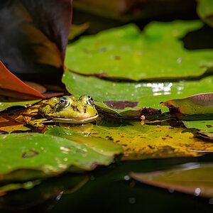 _D716260-DeNoiseAI-clear (1).jpg