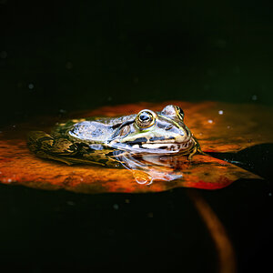 _D5C2481 (1)-DeNoiseAI-clear.jpg