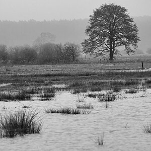 Hochwasser Seewiese BW.jpg