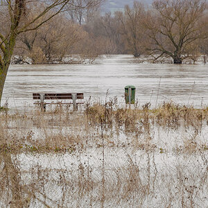 Rheinhochwasser