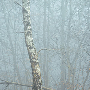 Birke im Nebelwald