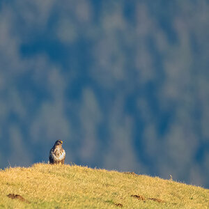 Buzzard auf Wiese.jpg