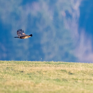 Buzzard im Flug.jpg
