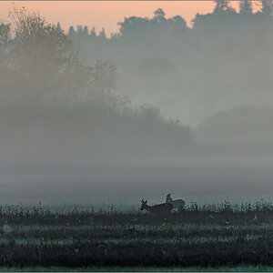D50_0830-Verbessert-RR.jpg