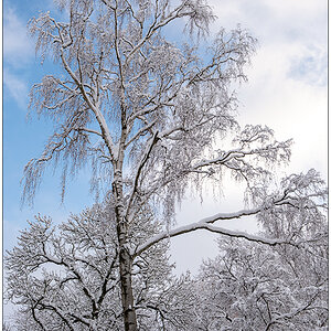 Kieler Schrevenpark im Dezember – Winterwunderland XIV