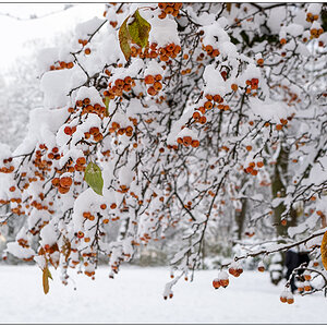 Kieler Schrevenpark im Dezember – Winterwunderland XV © 2023 Sabine Lommatzsch