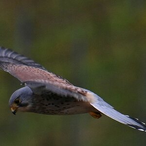 Turmfalke1.jpg