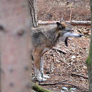 Wolfcenter Barme.jpg