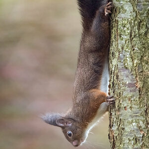 Eichhörnchen.jpg