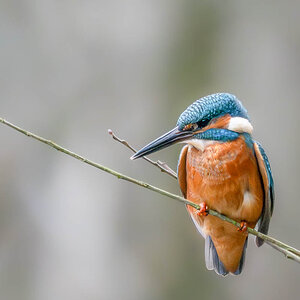 Eisvogel