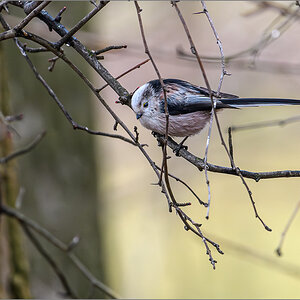 D50_1787-Verbessert-RR.jpg