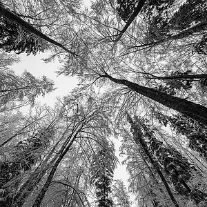 Wald.jpg
