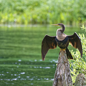 Anhinga im Wakulla Springs State Park