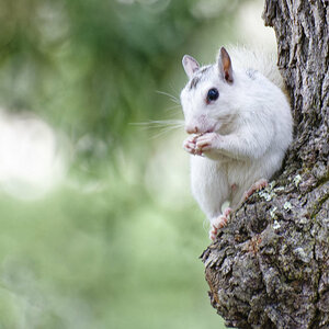 white squirrel