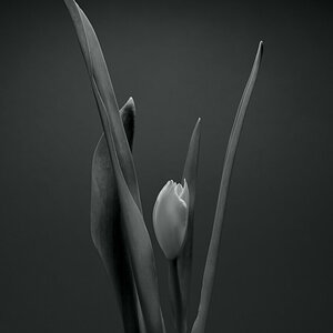 Blume in SW