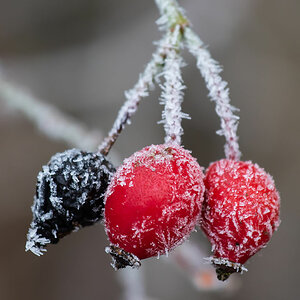 Hagebutten mit Eiszucker - 2.jpg