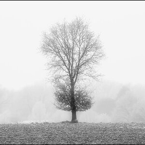 Feldeiche BW_2.jpg