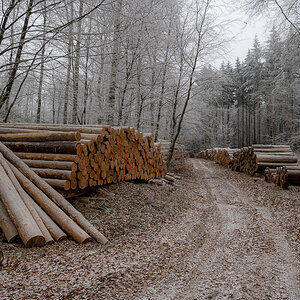Auf dem Holzweg