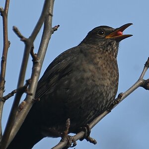 Amsel mit Beere 2.jpg