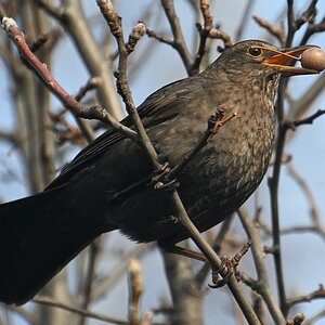 Amsel mit Beere.jpg