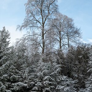Winterstimmung im Rheingaugebirge