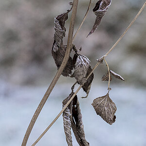 Blatt.jpg