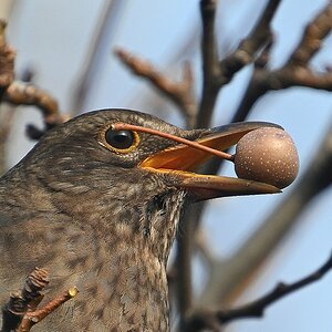 Amsel mit Beere 3.jpg
