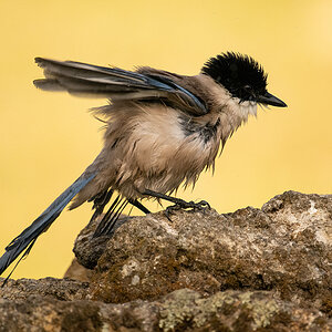 _NZ96284-Blauelster.jpg