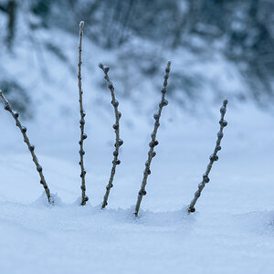 Lärchenzweig, schneebedeckt